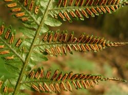 Blechnum fraseri. Abaxial surface of fertile frond showing mature sori and elongated indusia arranged along the pinna segments either side of the costa.
 Image: L.R. Perrie © Leon Perrie CC BY-NC 3.0 NZ